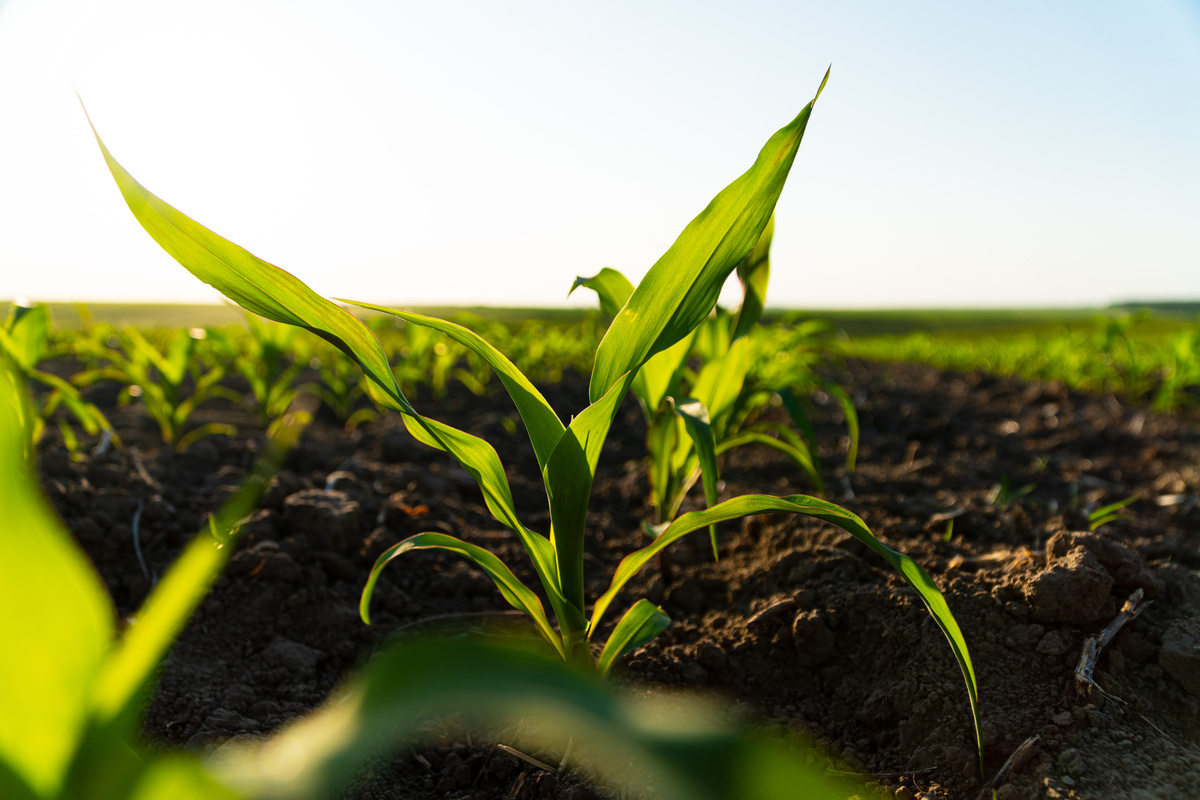 Young corn plants close up. Seeding corn in field of organic farm on sunny background. Beautiful growing plant corn background. Selective Focus with Shallow Depth of Field